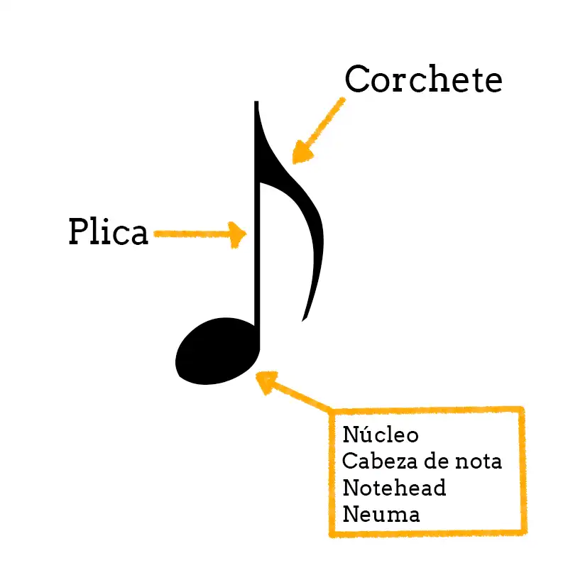 Como leer partituras desde cero 11 Partes de la figura musical